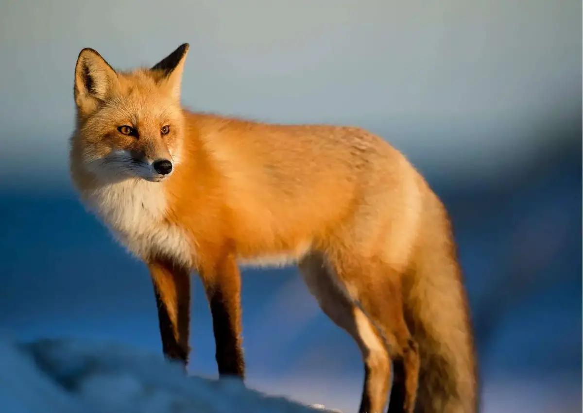 Fox Behavior - AnimalBehaviorCorner