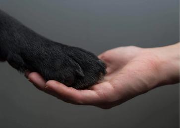 Difference Between Human and Animal Language - AnimalBehaviorCorner