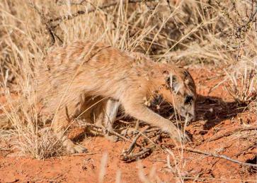 Foraging Animals - AnimalBehaviorCorner Foraging Animals - AnimalBehaviorCorner