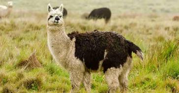 How to Understand Alpaca Behavior and Positively Influence It
