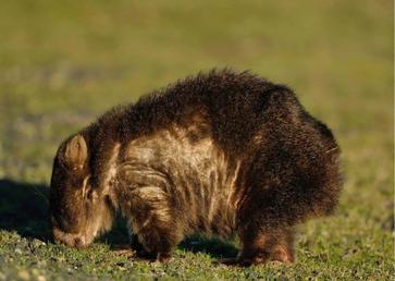 Wombat Behavior - AnimalBehaviorCorner