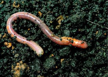 How Do Animals Reproduce Asexually - AnimalBehaviorCorner How Do Animals Reproduce Asexually - AnimalBehaviorCorner
