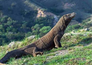 How Do Animals Reproduce Asexually - AnimalBehaviorCorner How Do Animals Reproduce Asexually - AnimalBehaviorCorner