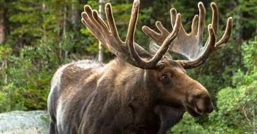 What Does a Moose Eat  : Unveiling the Munching Habits