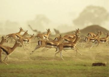 Gazelle Behavior - AnimalBehaviorCorner