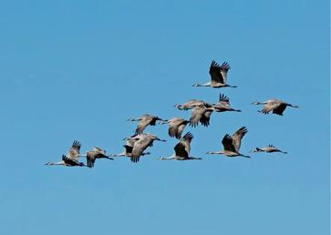 Why Do Birds Migrate? - AnimalBehaviorCorner