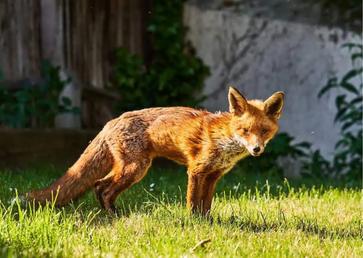 Do Foxes Make Good Pets? - AnimalBehaviorCorner
