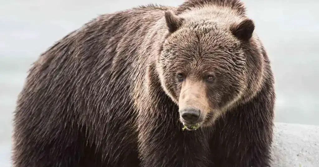 Bear Facts: Habitat, Behavior, Diet