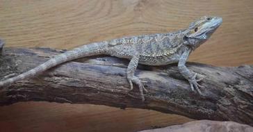 15 Bearded Dragon Behaviors and What They Could Mean – Dragon's Diet