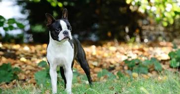 20 Fun Ways To Surprise, Your Wife With A Puppy! - Boston Terrier Society