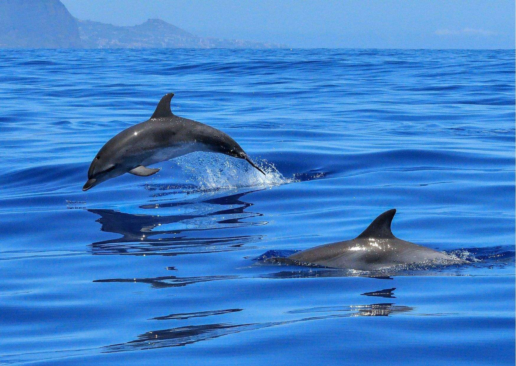 Dolphin Behavior - AnimalBehaviorCorner