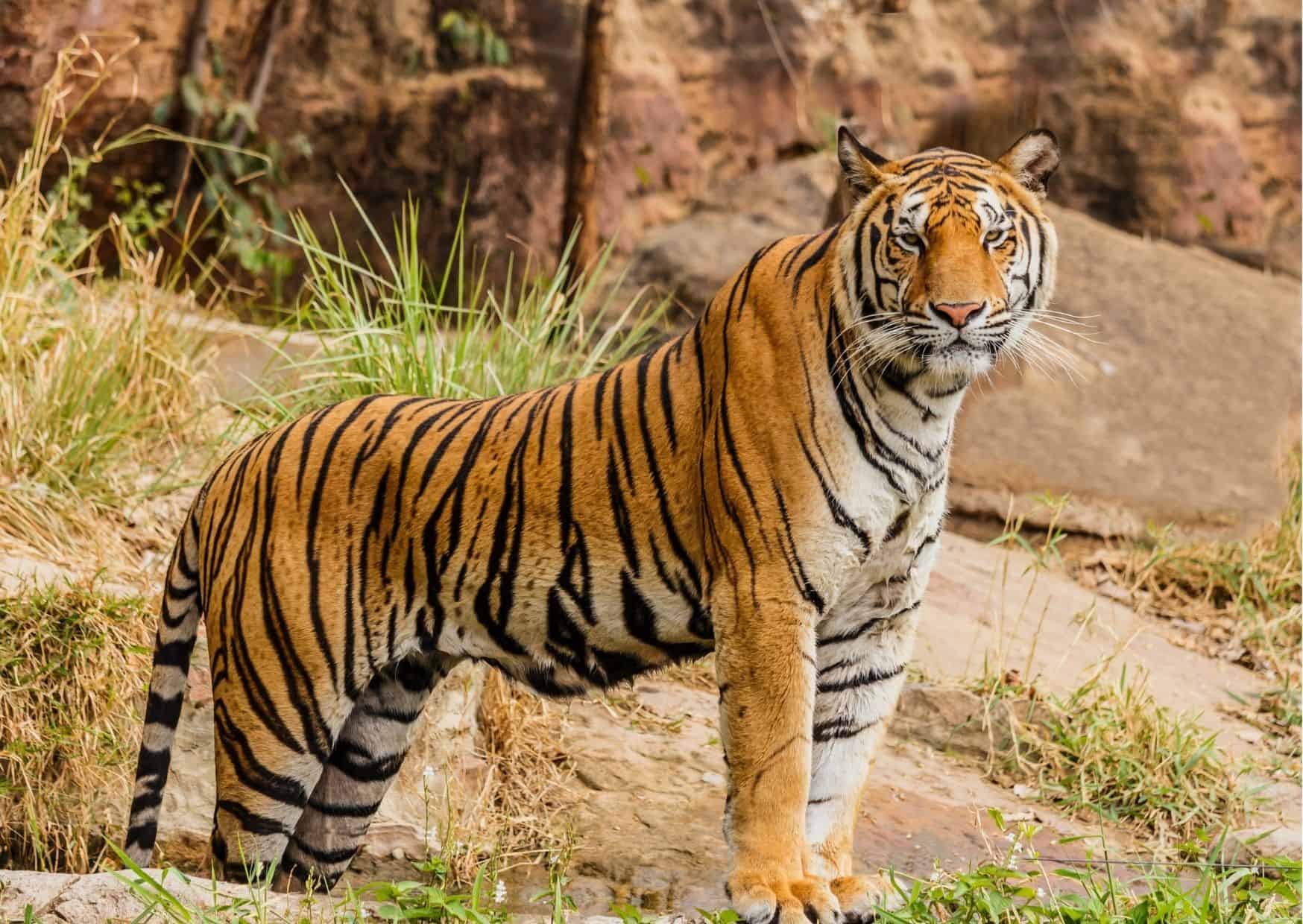 Behavior of A Tiger - AnimalBehaviorCorner