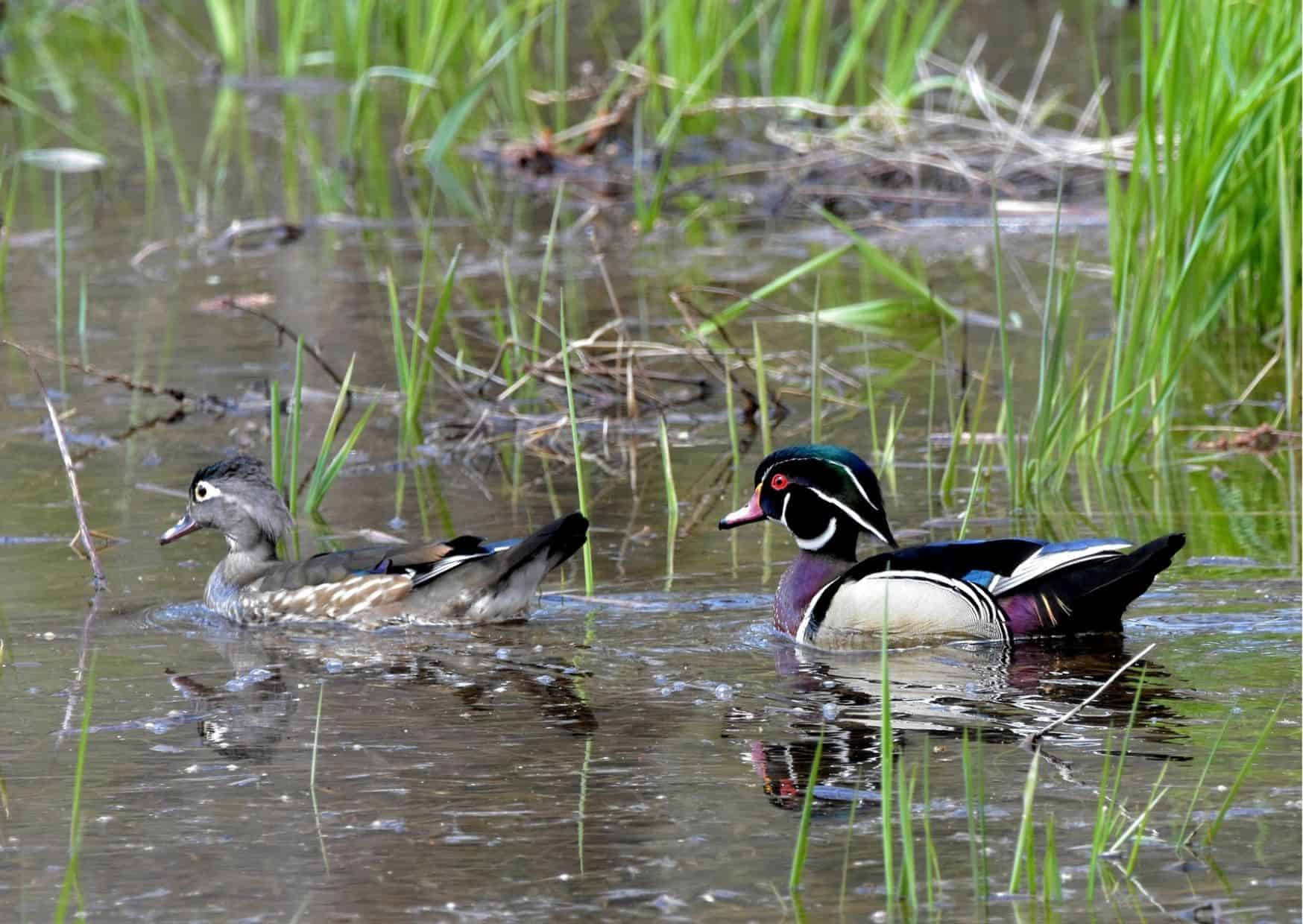 Ducks Mating AnimalBehaviorCorner
