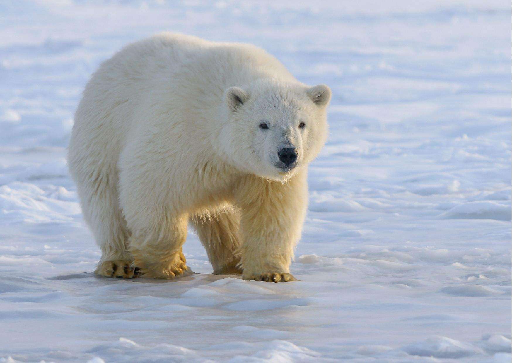 Polar Bear Behavior - AnimalBehaviorCorner