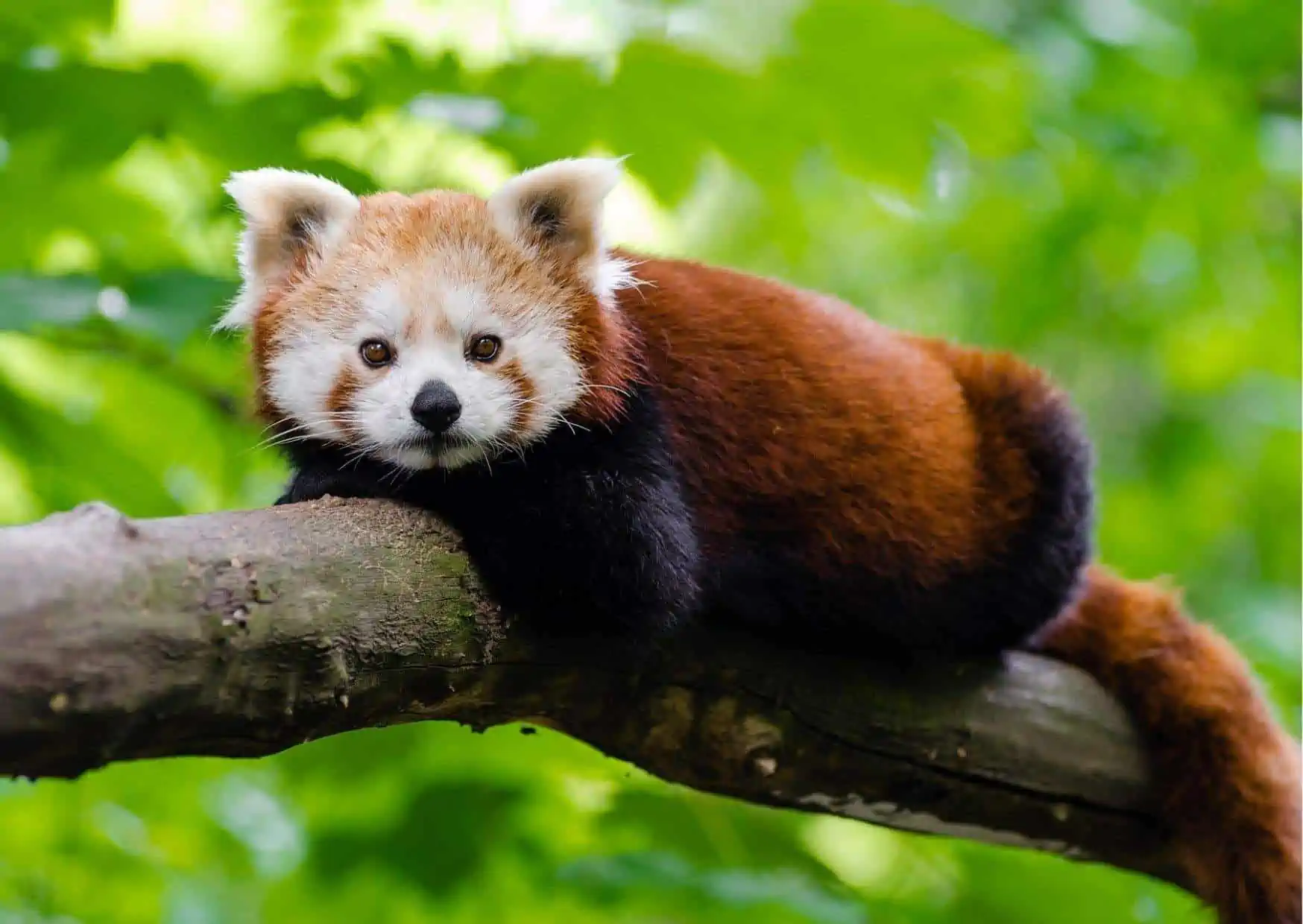 Red Panda Behavior Traits