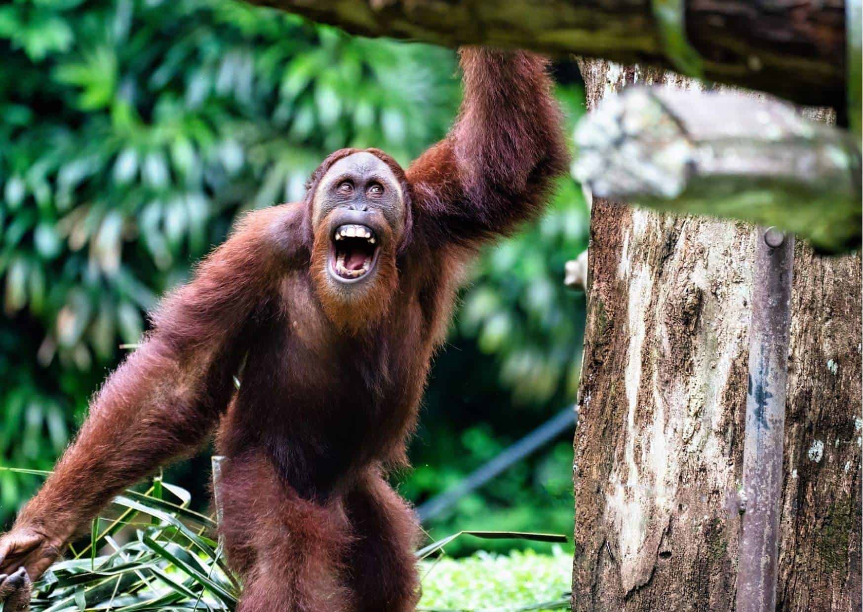 Are Orangutans Friendly to Humans? - AnimalBehaviorCorner