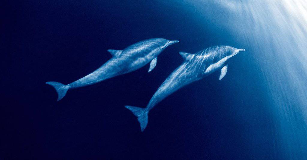 dolphins-mating-animalbehaviorcorner
