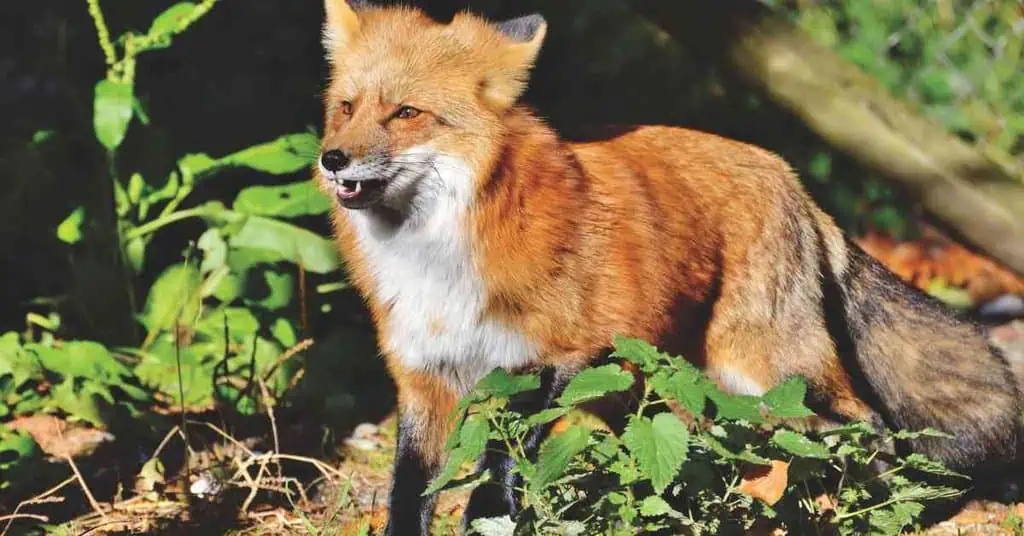 Fox Behavior - AnimalBehaviorCorner