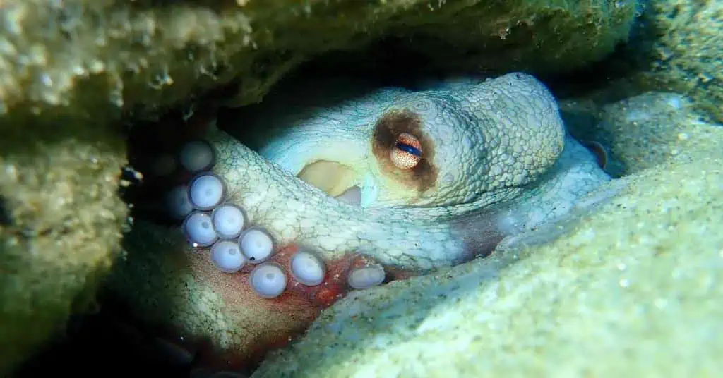 Octopus Behavior - AnimalBehaviorCorner