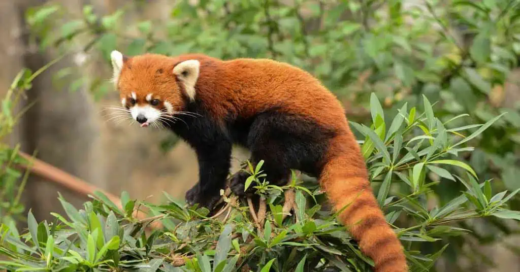 Red Panda Behavior - AnimalBehaviorCorner