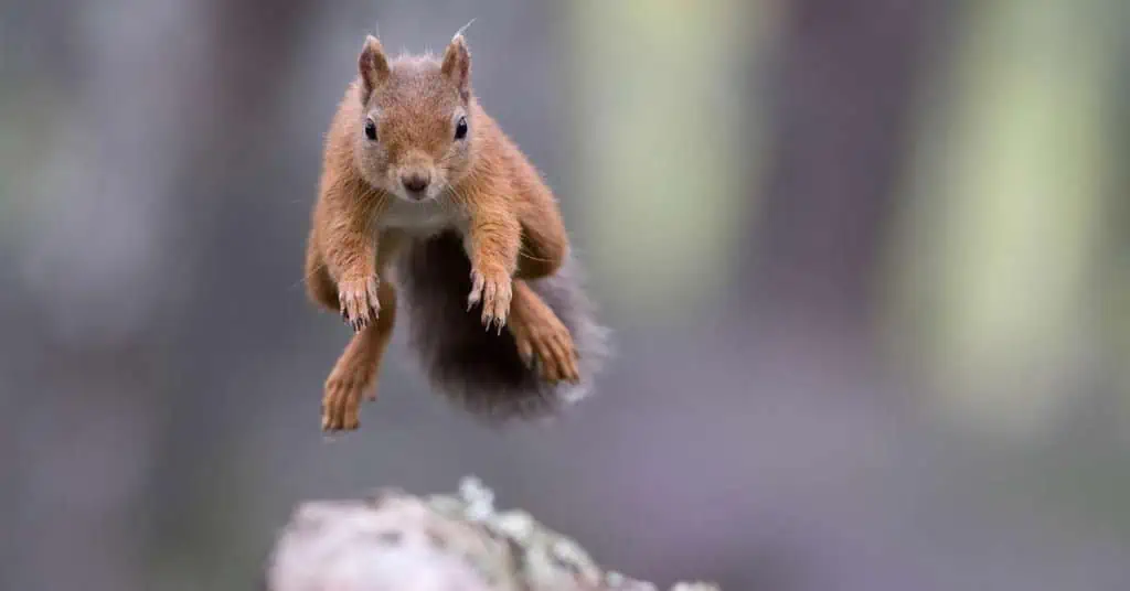 Squirrel Behavior AnimalBehaviorCorner