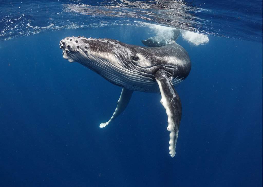whale-behavior-animalbehaviorcorner