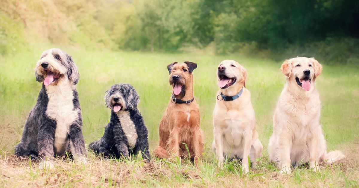 Animal Behavior in Dogs - AnimalBehaviorCorner