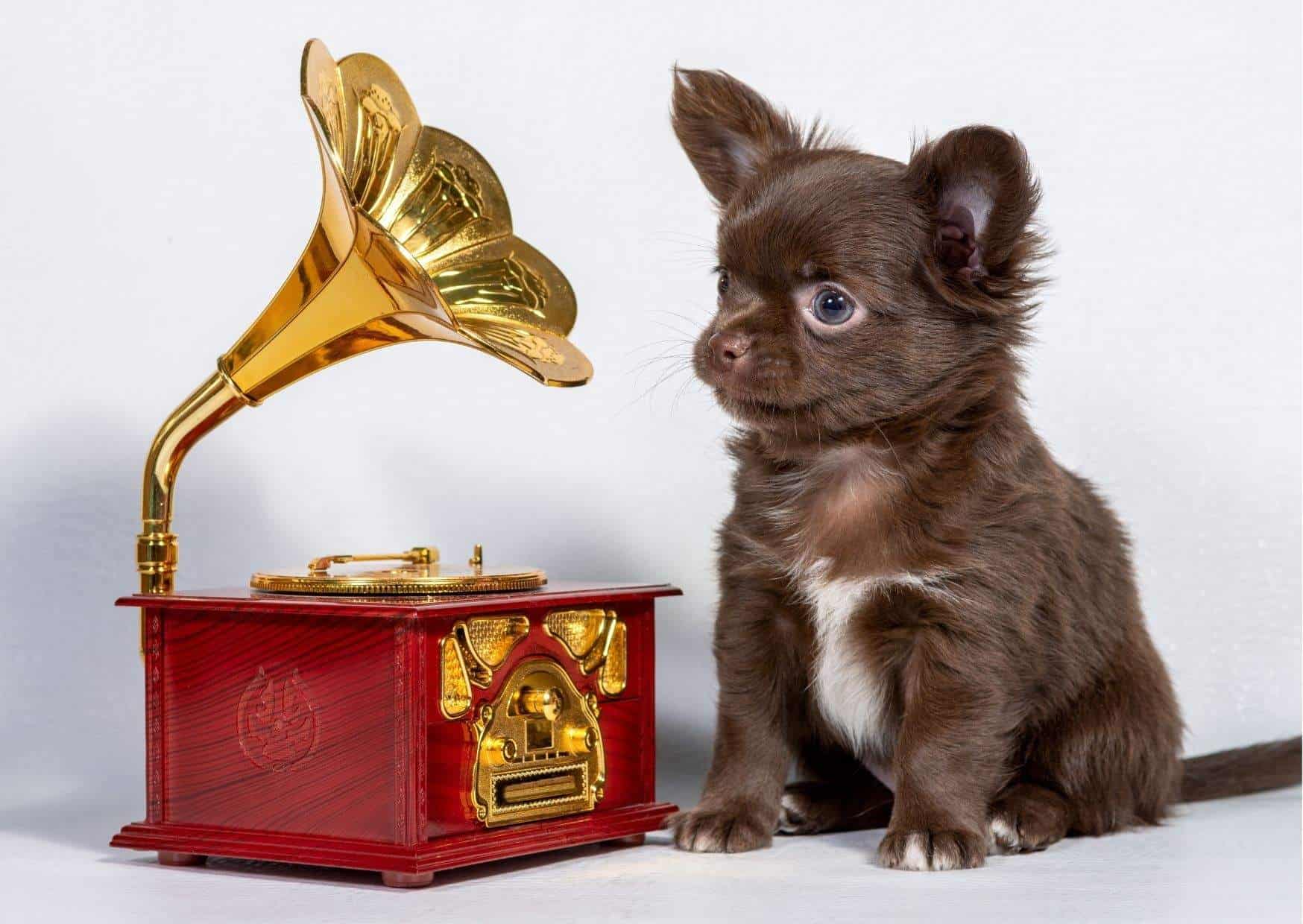 Does Music Affect Animal Behavior? - AnimalBehaviorCorner