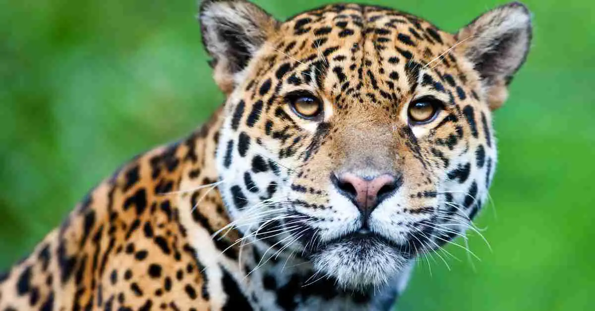 Jaguar Behavior - AnimalBehaviorCorner