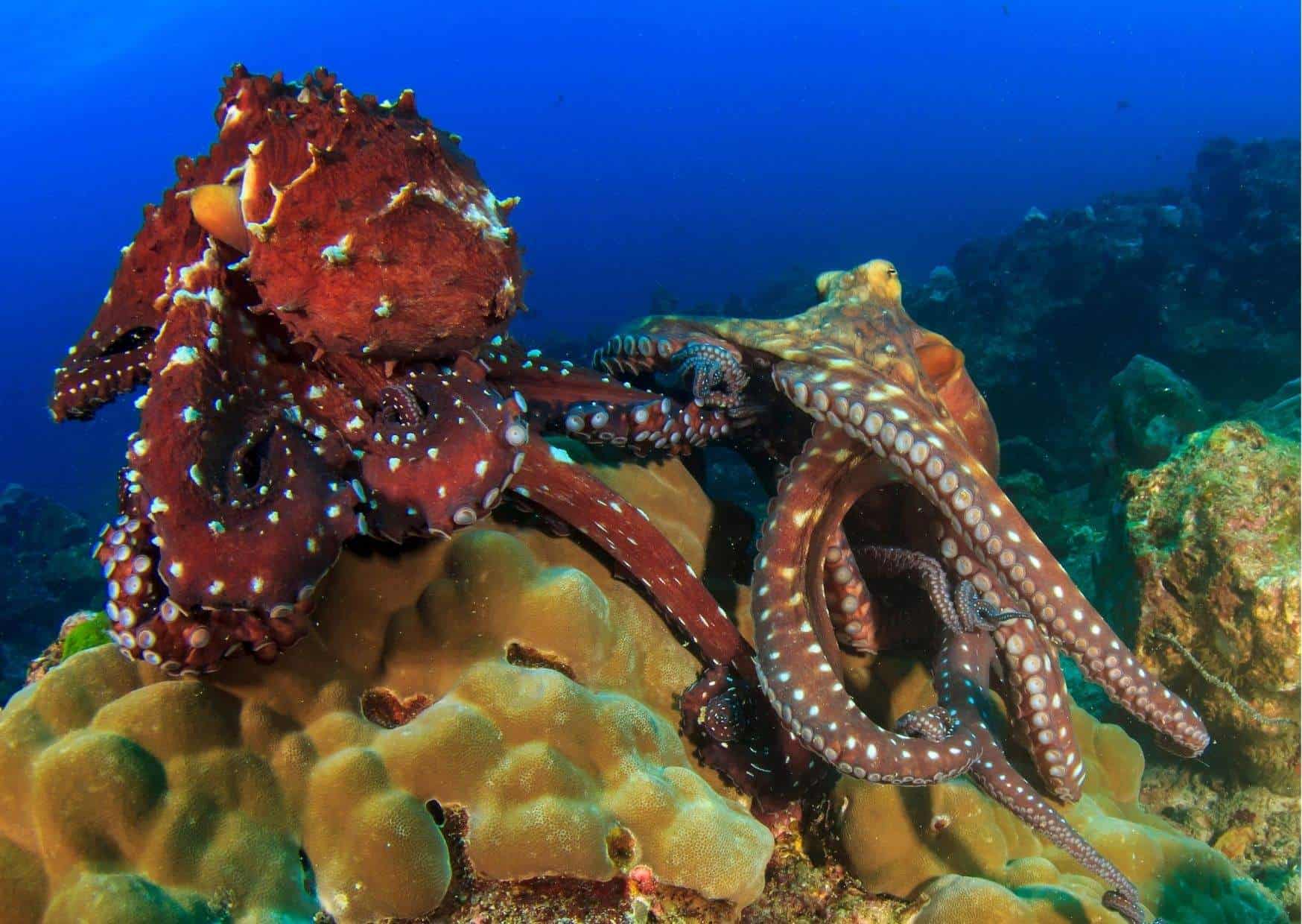 Octopus Mating AnimalBehaviorCorner
