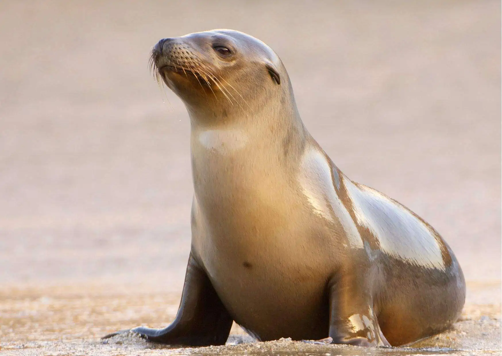 Sea Lion Behavior AnimalBehaviorCorner