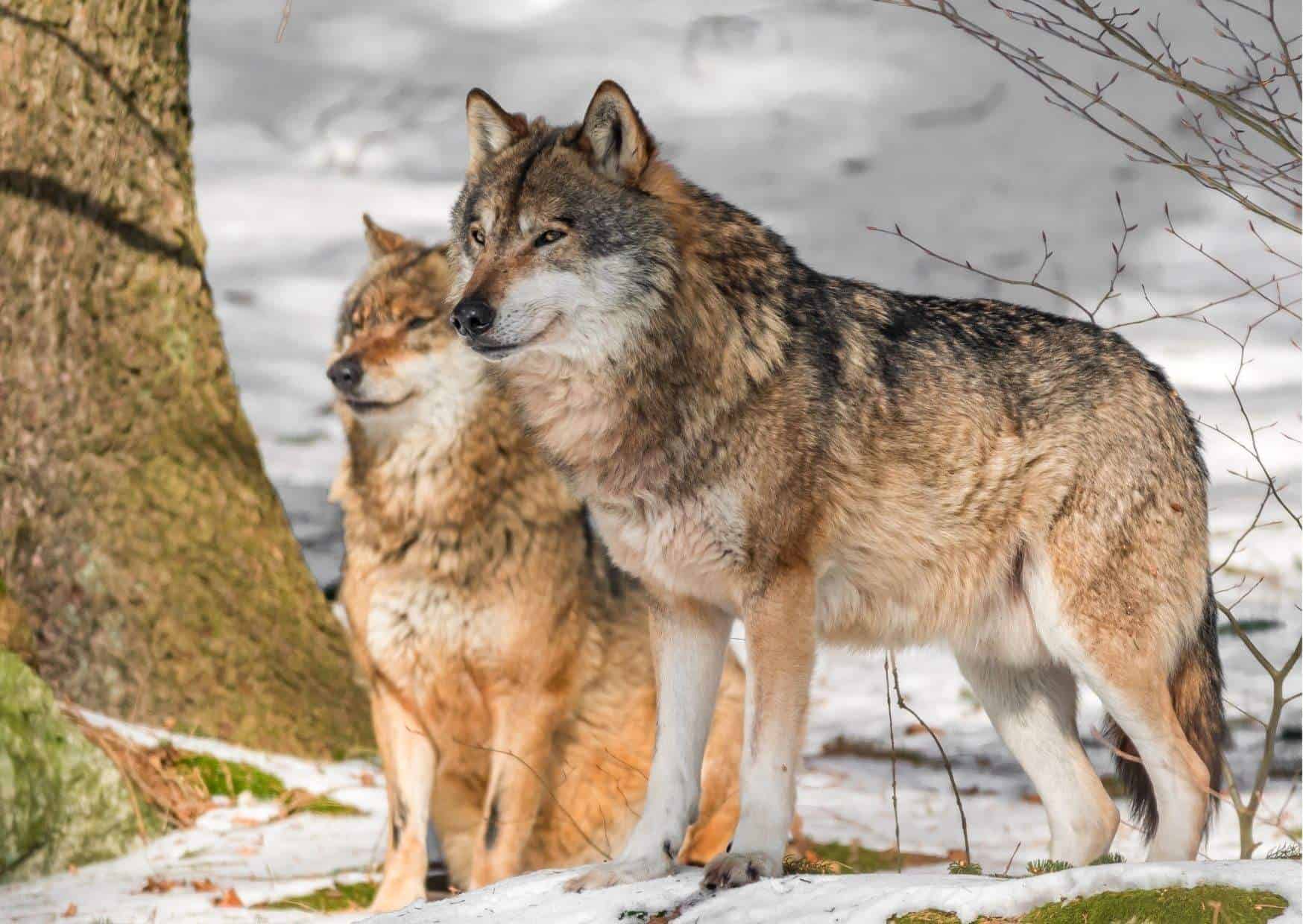 Wolves Mating Behavior AnimalBehaviorCorner