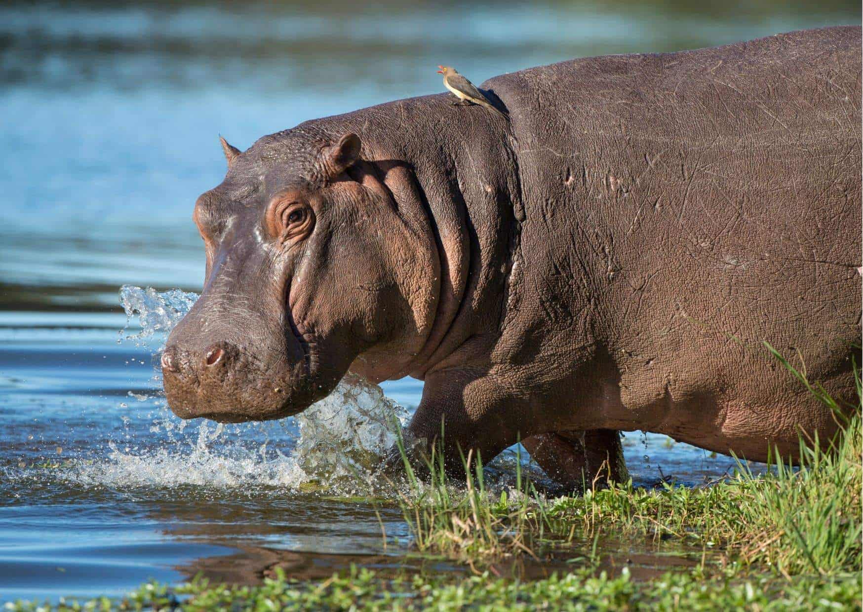 Hippo Behavior - AnimalBehaviorCorner