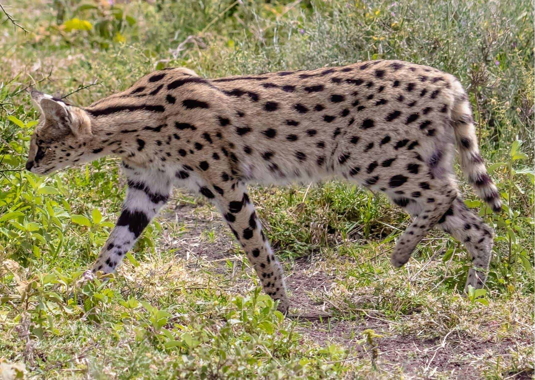 Serval Behavior - AnimalBehaviorCorner