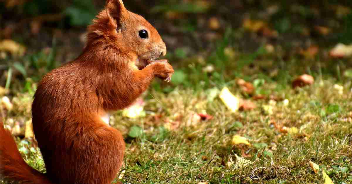 Foraging Animals Animalbehaviorcorner