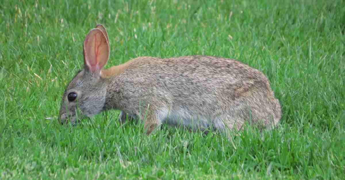 Foraging Animals Animalbehaviorcorner