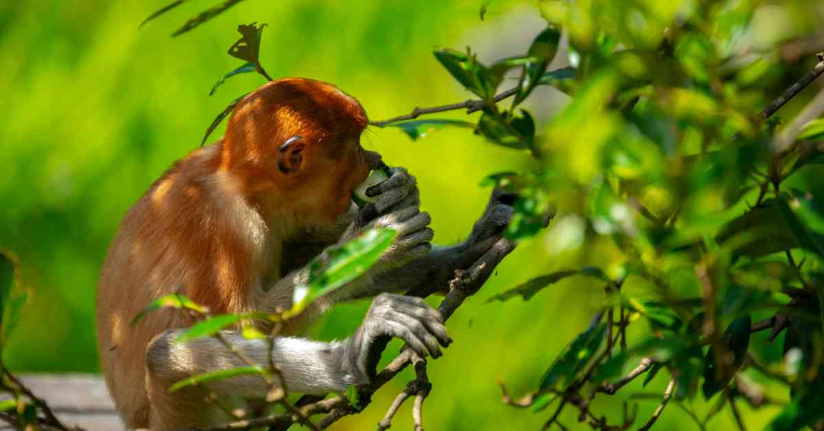 Foraging Animals Animalbehaviorcorner