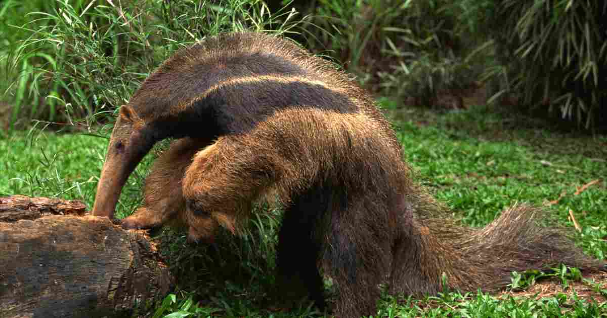 Foraging Animals Animalbehaviorcorner