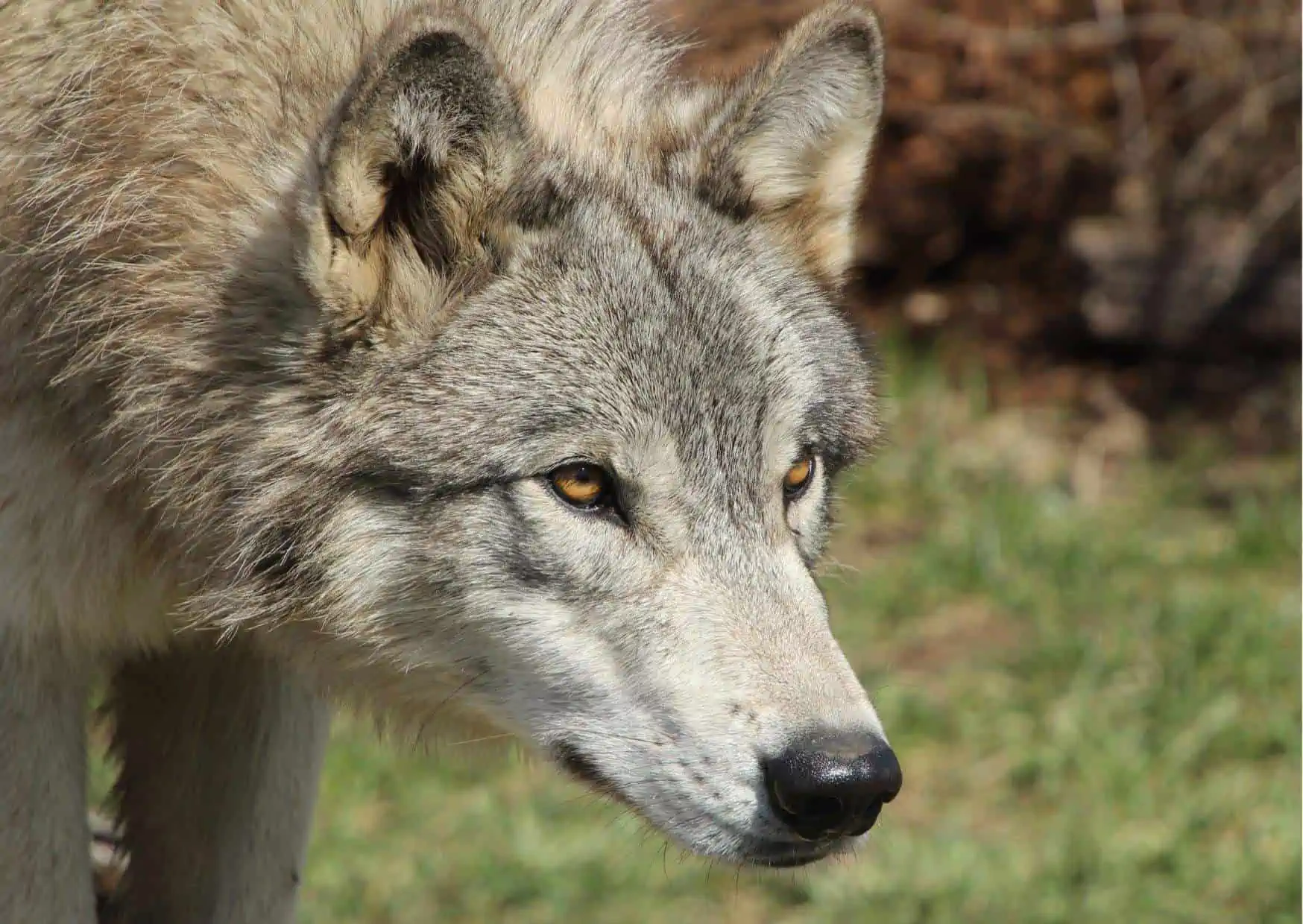 Wolf Behavior - AnimalBehaviorCorner