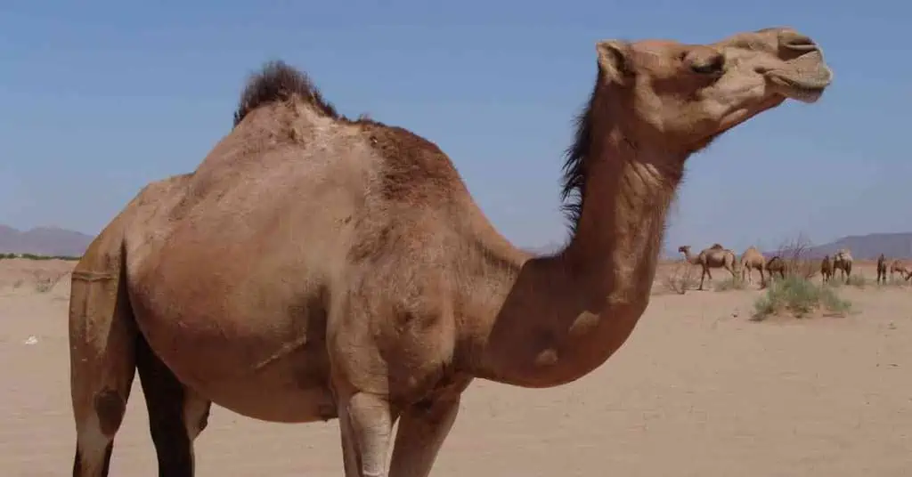 Camel Behavior - AnimalBehaviorCorner