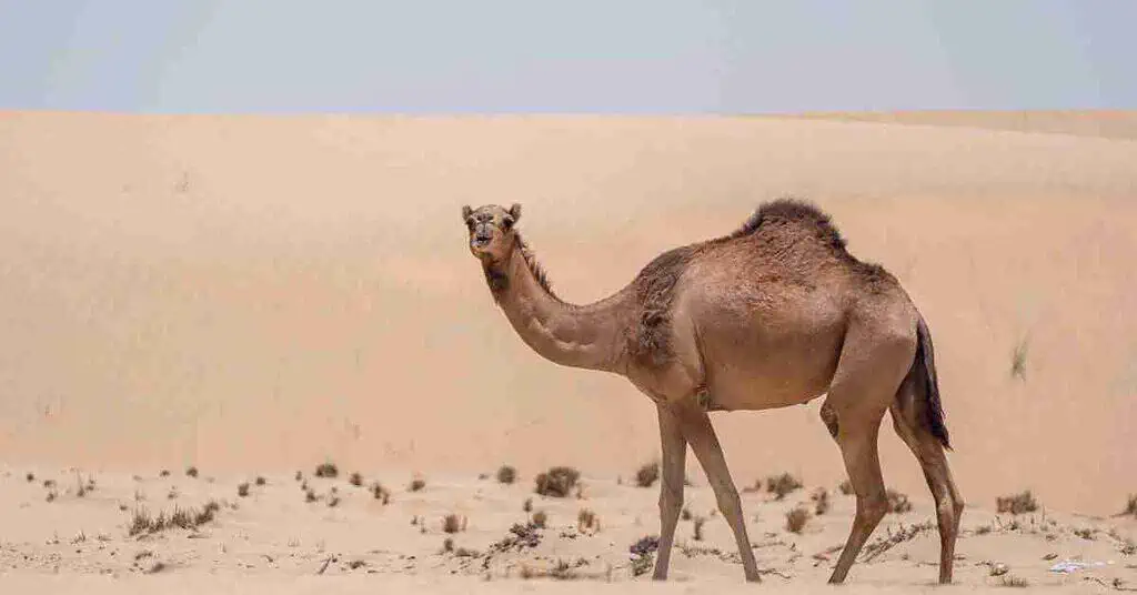 Camel Behavior - AnimalBehaviorCorner