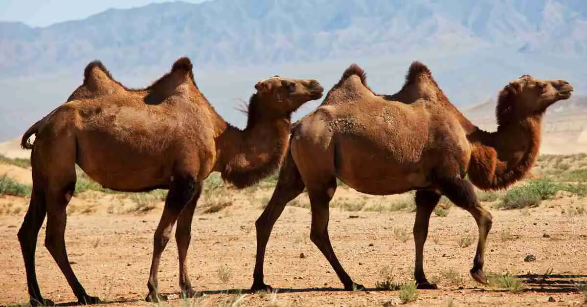 Camel Behavior - AnimalBehaviorCorner