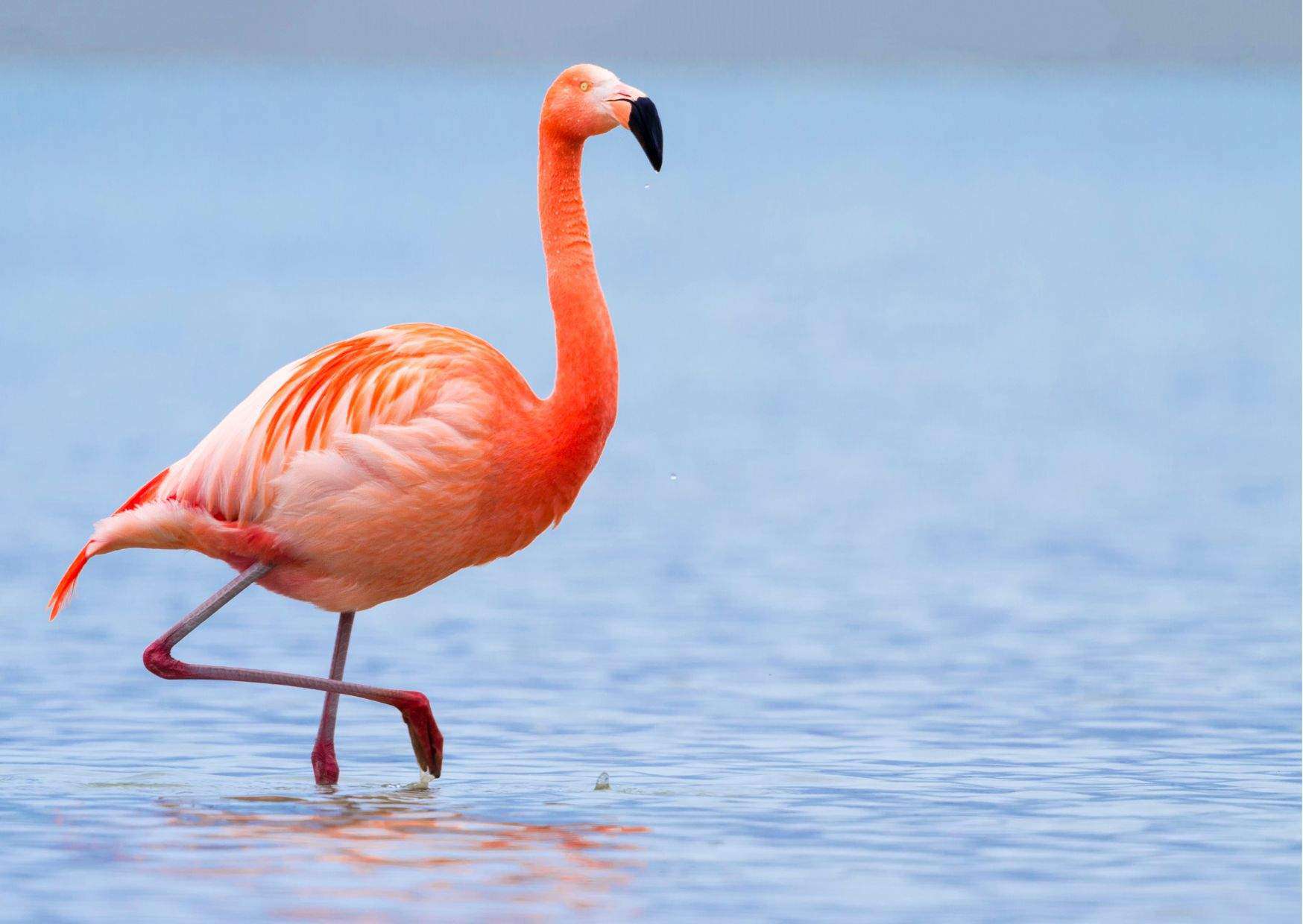 Flamingo Behavior AnimalBehaviorCorner Flamingo Behavior AnimalBehaviorCorner