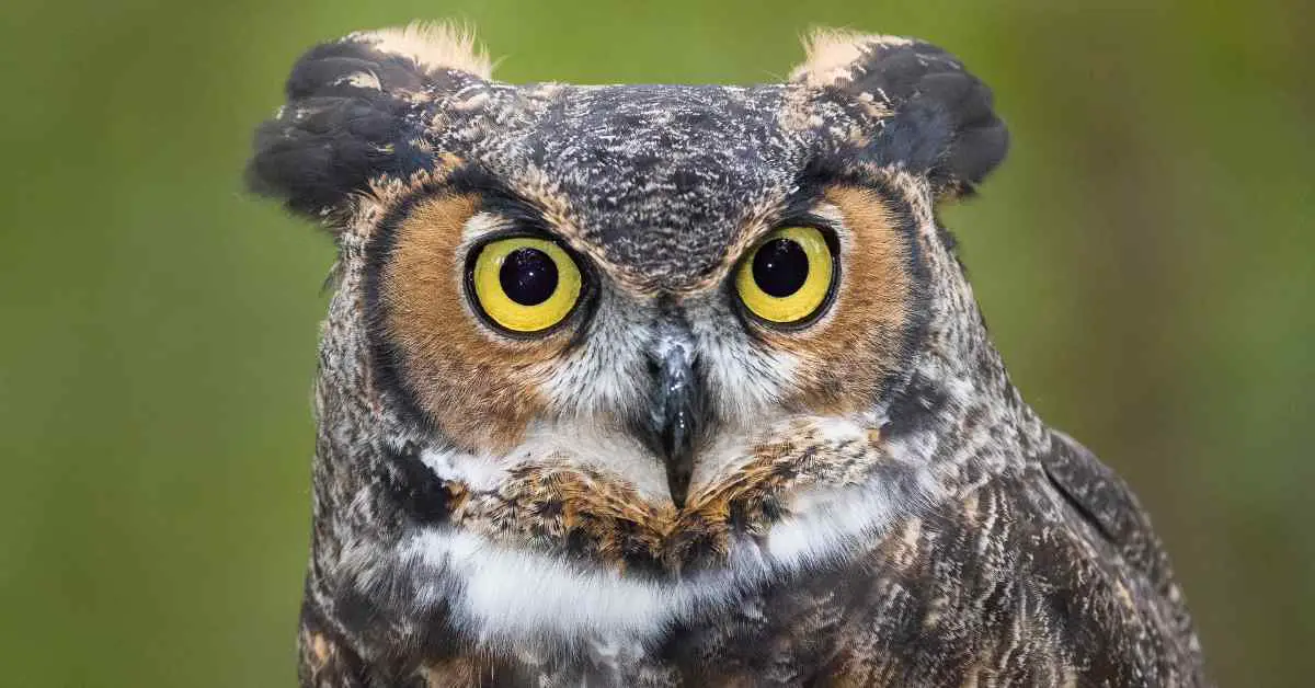 Great Horned Owl Habits - AnimalBehaviorCorner