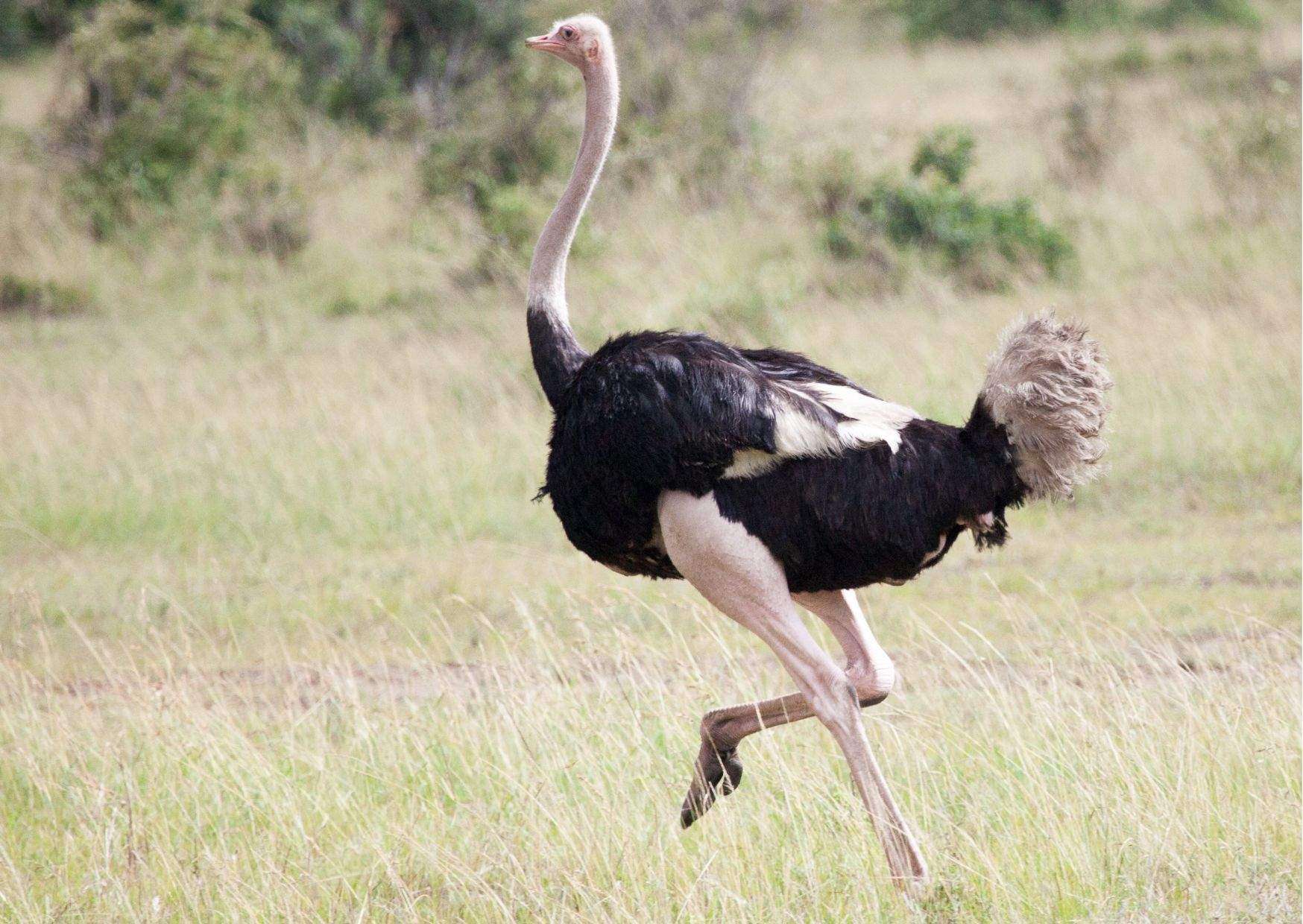 Ostrich Behavior - AnimalBehaviorCorner