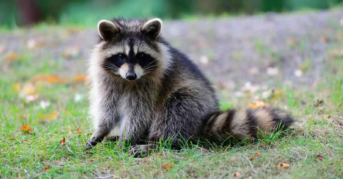Raccoon Habits AnimalBehaviorCorner