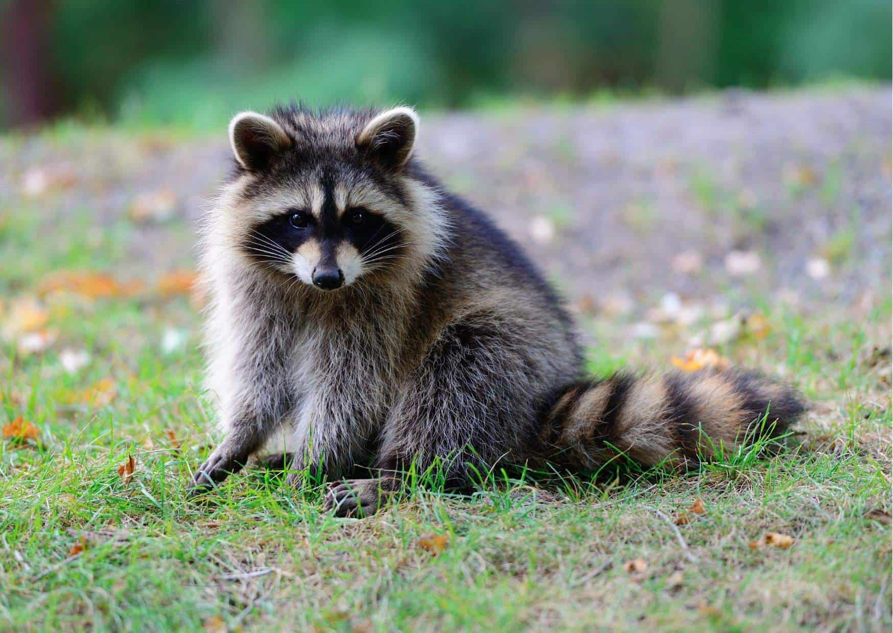How Do Racoon Raccoon Habits - AnimalBehaviorCorner