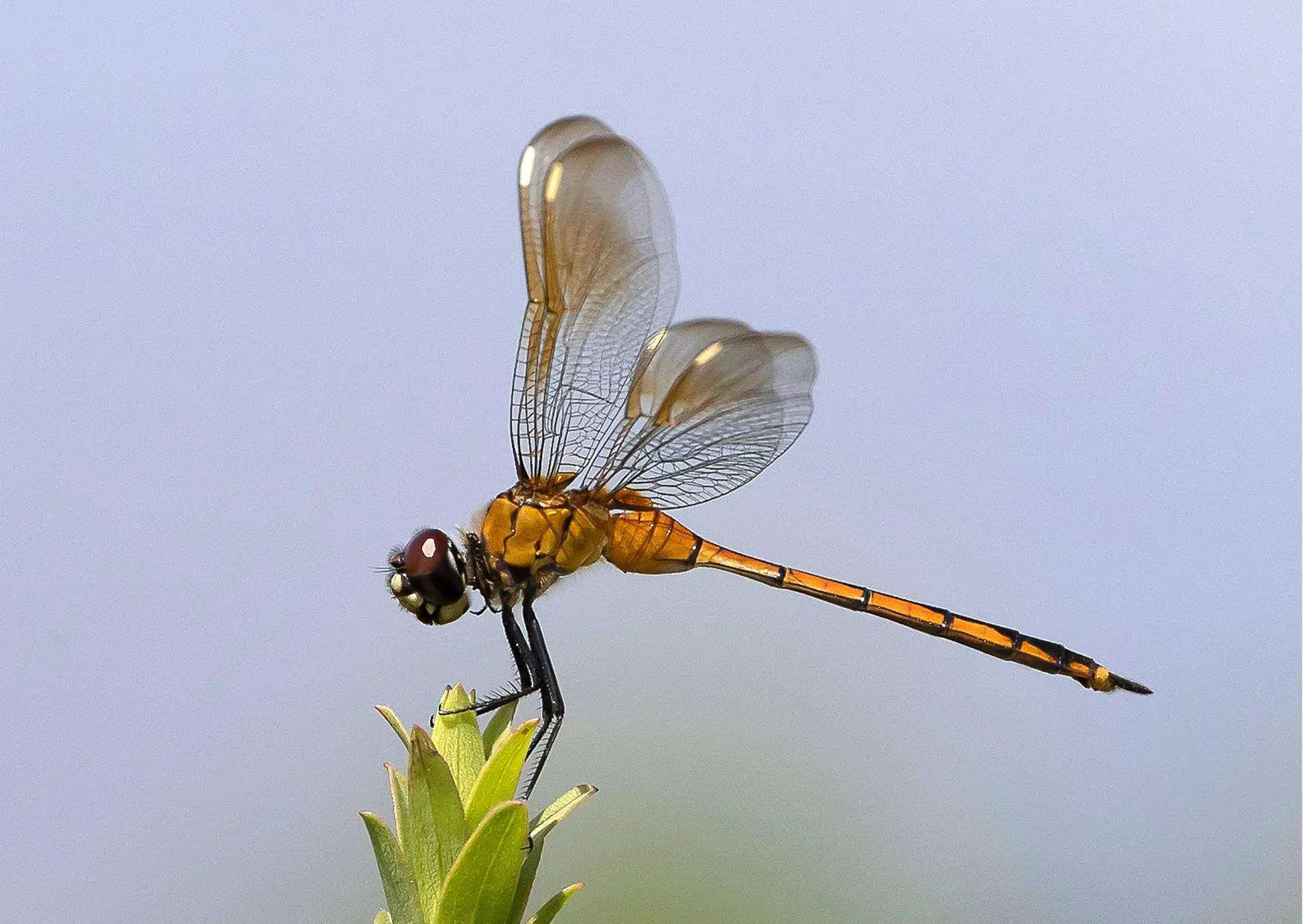 Dragonfly Behavior AnimalBehaviorCorner