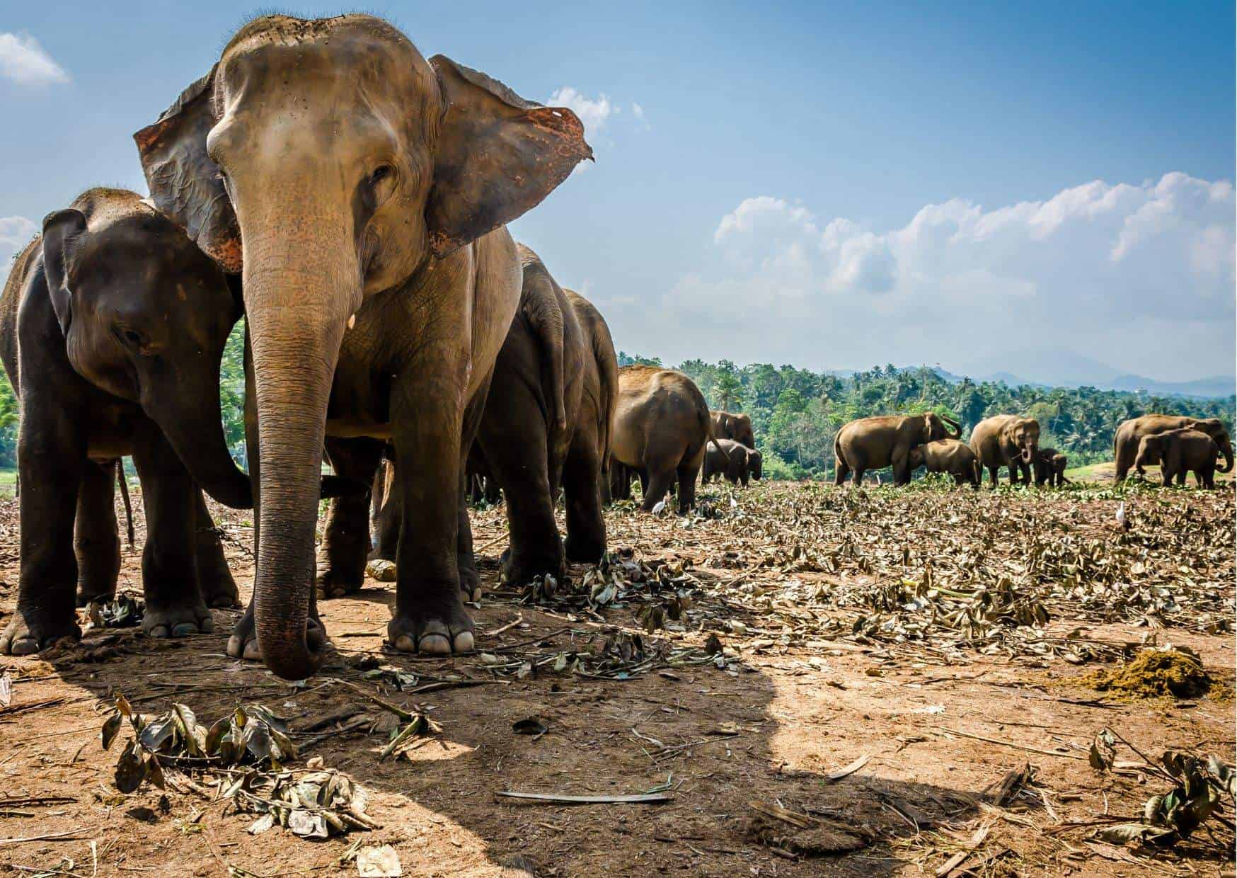 Elephants Death Rituals AnimalBehaviorCorner