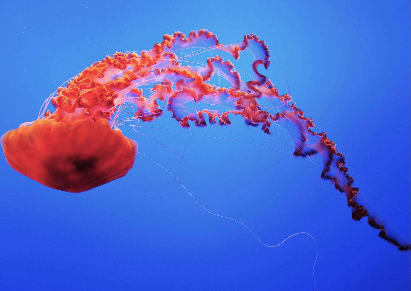 Jellyfish Behavior - AnimalBehaviorCorner